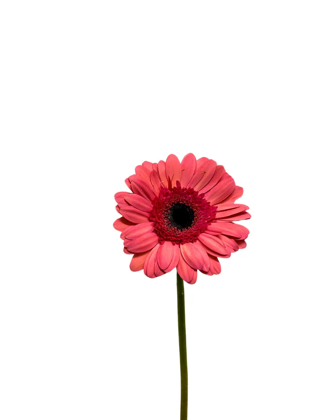 Gerbera Dark Pink 10 stems