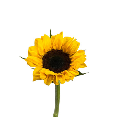 Sunflower - Century Flower