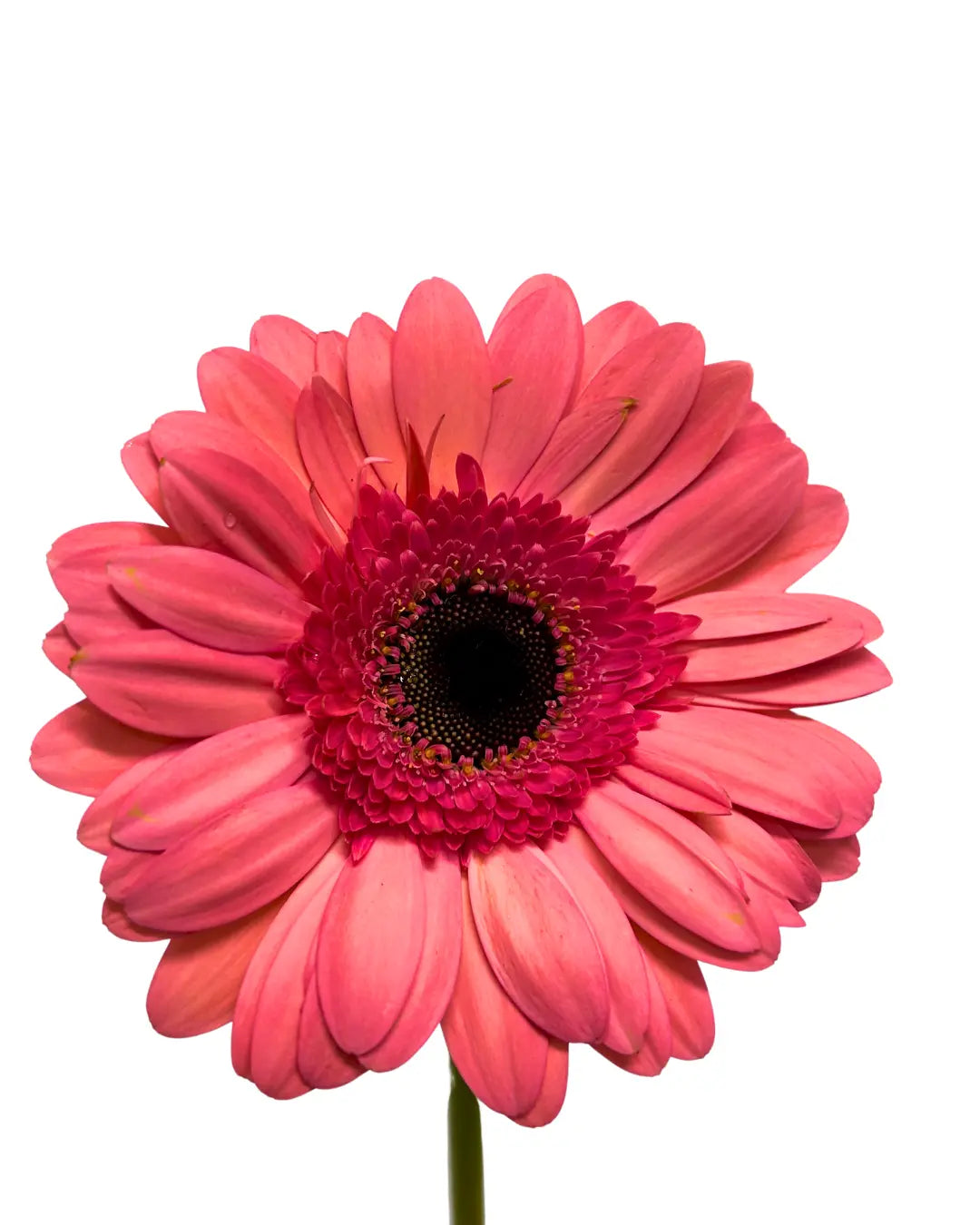 Gerbera Dark Pink 10 stems