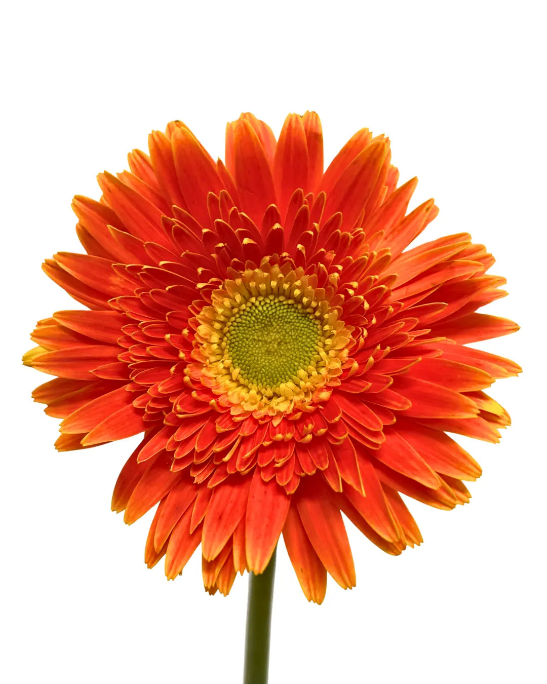 Gerbera Bright Orange 10 stems
