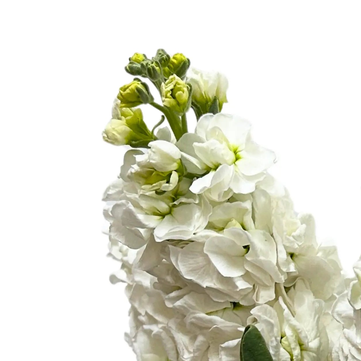 Matthiola White 5 Stems