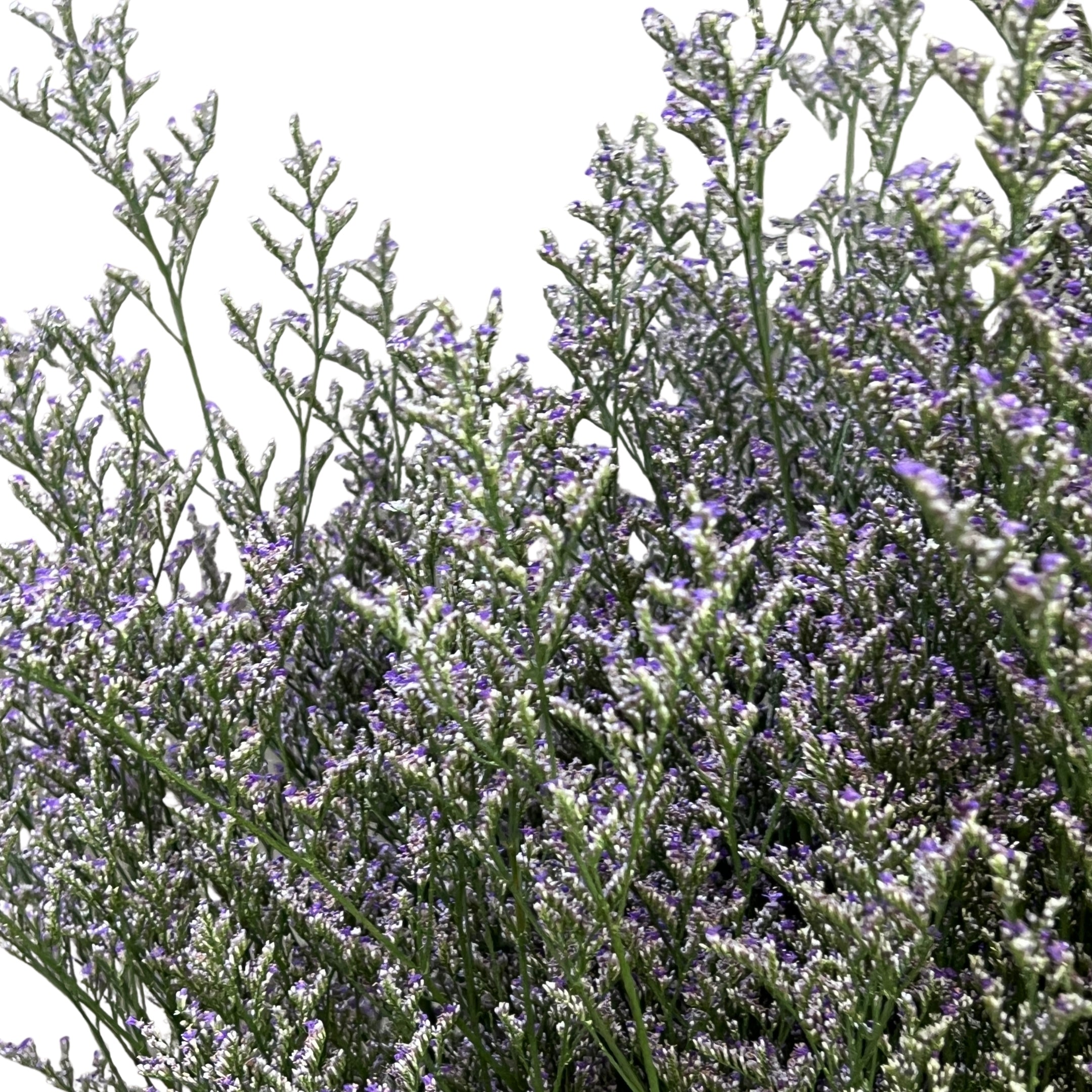 Caspia Purple - Century Flower