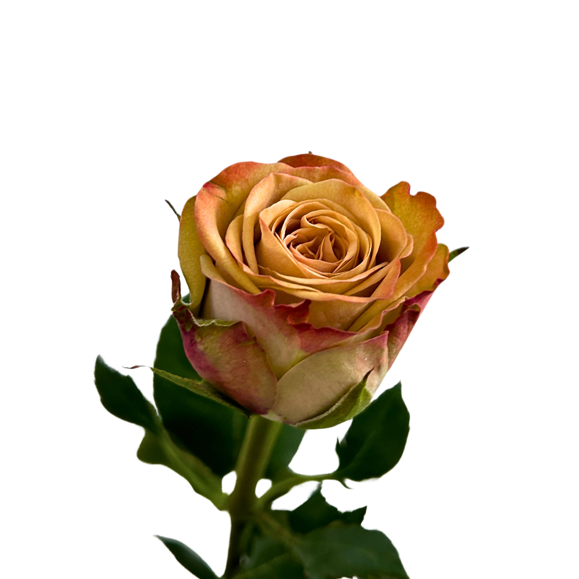 Buy Rose Purple Fairy Online Malaysia – Fresh Cut Flowers