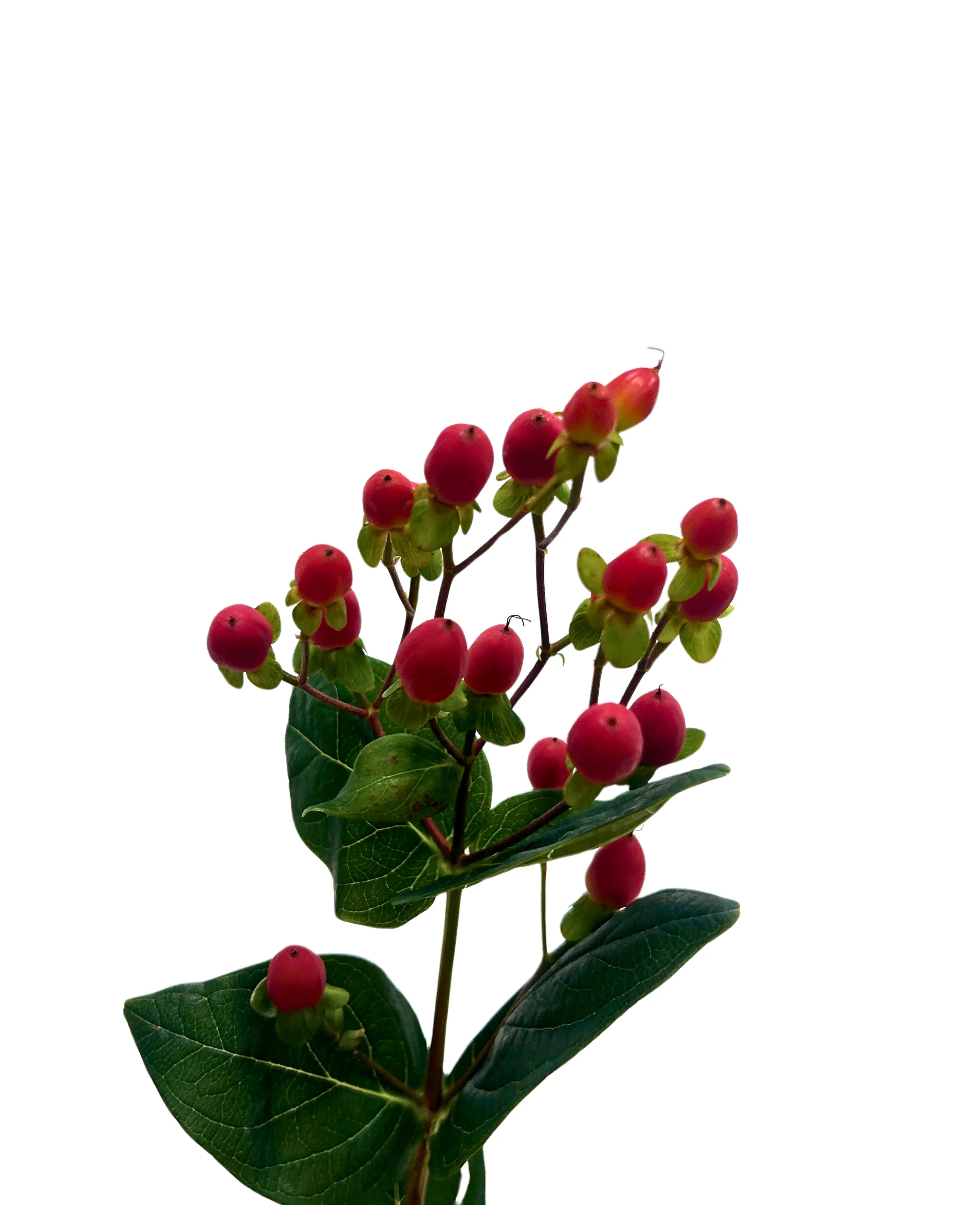 Berry Red Bunch