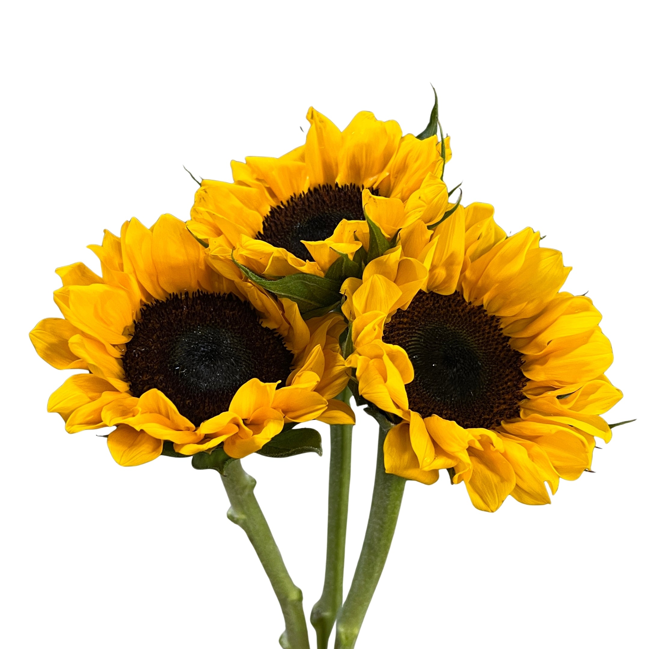 Sunflower - Century Flower