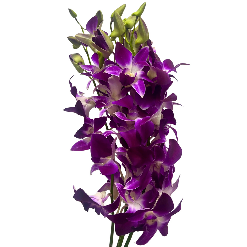 Orchid Bon 5 Stems