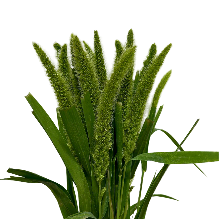 Cat Tail for Florists Malaysia – Wholesale Flower Supply