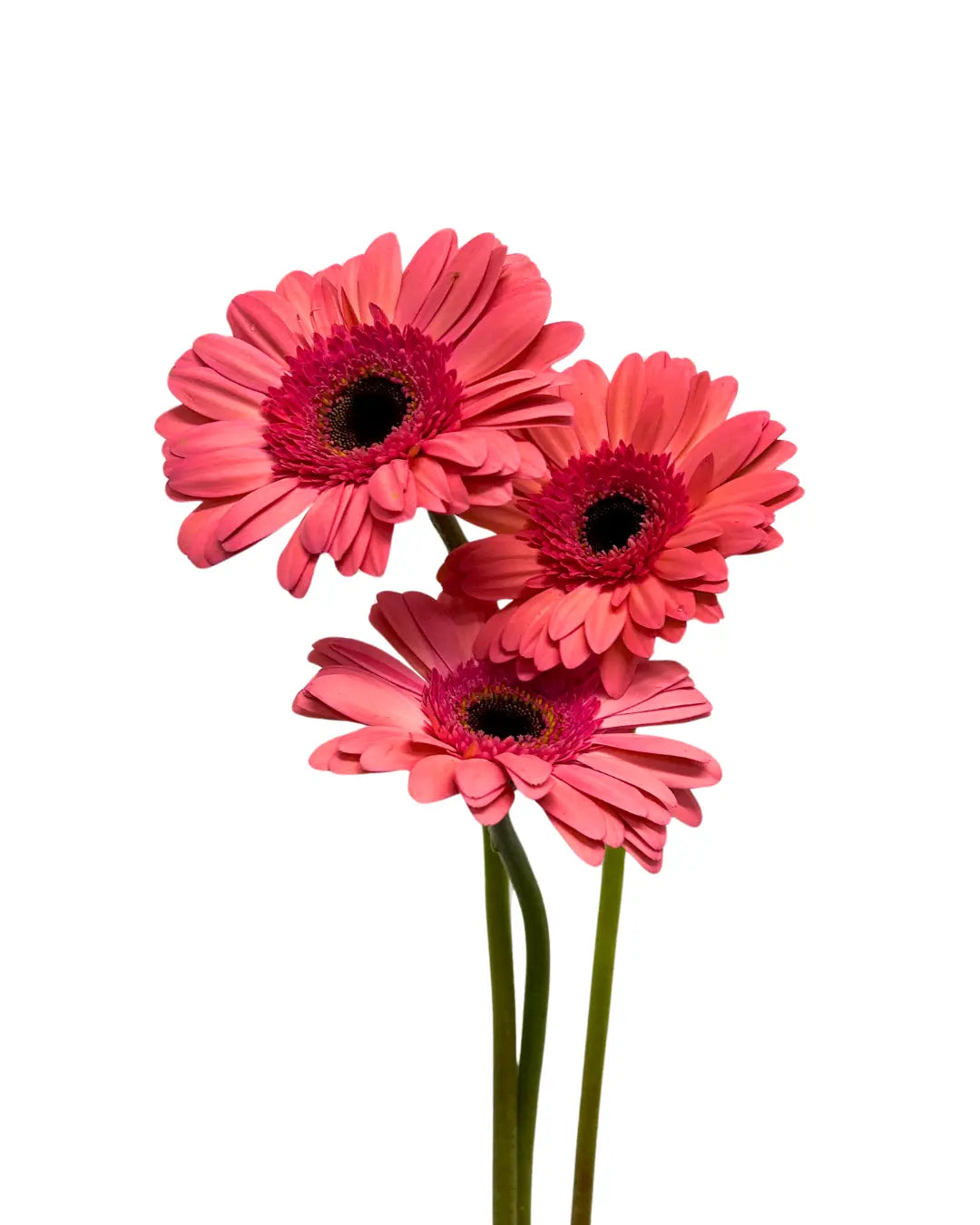 Gerbera Dark Pink 10 stems