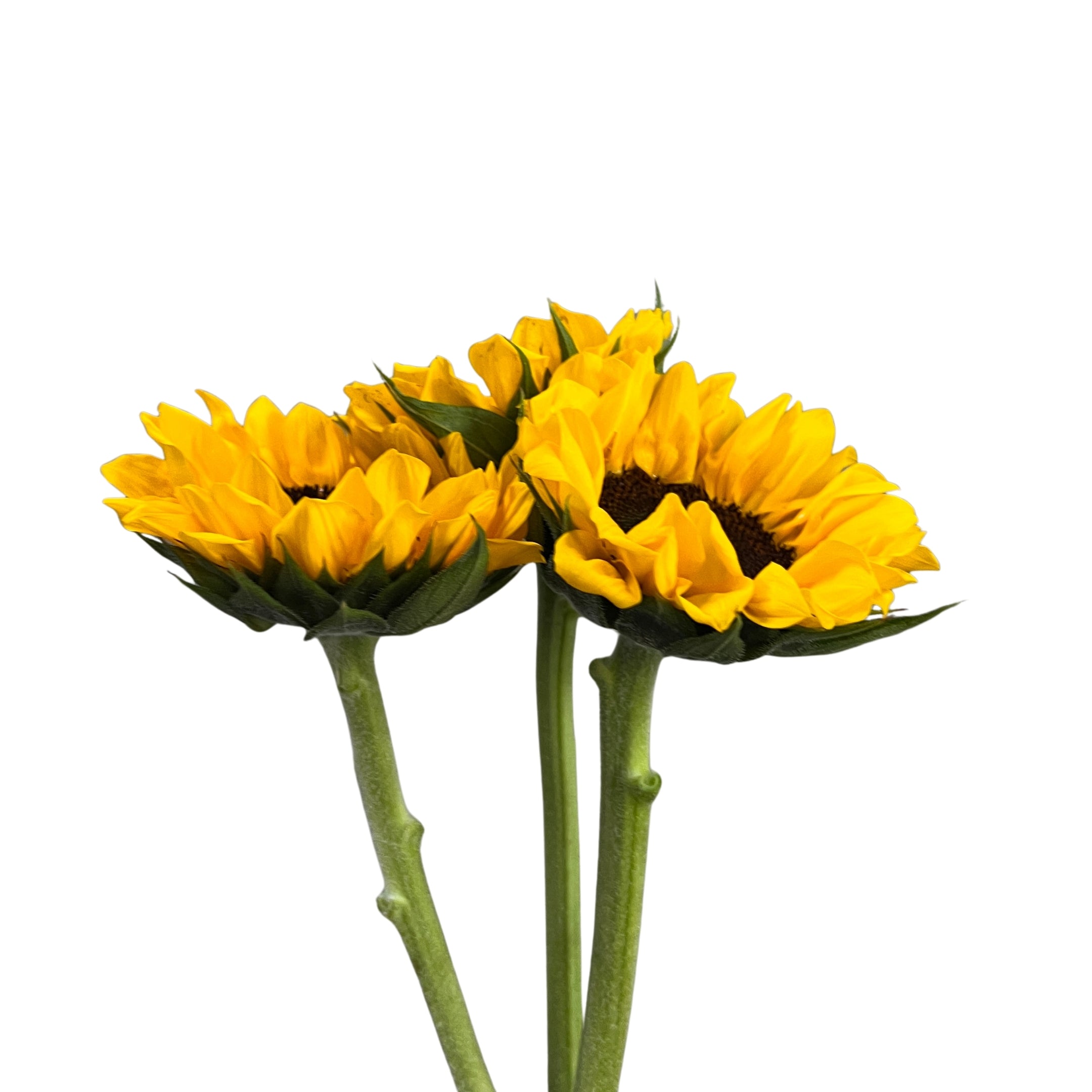 Sunflower - Century Flower