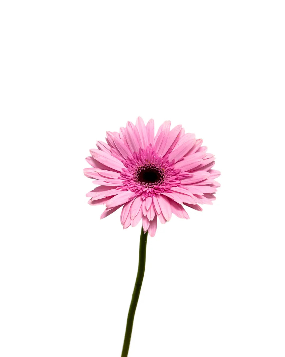 Gerbera Pink 10 stems