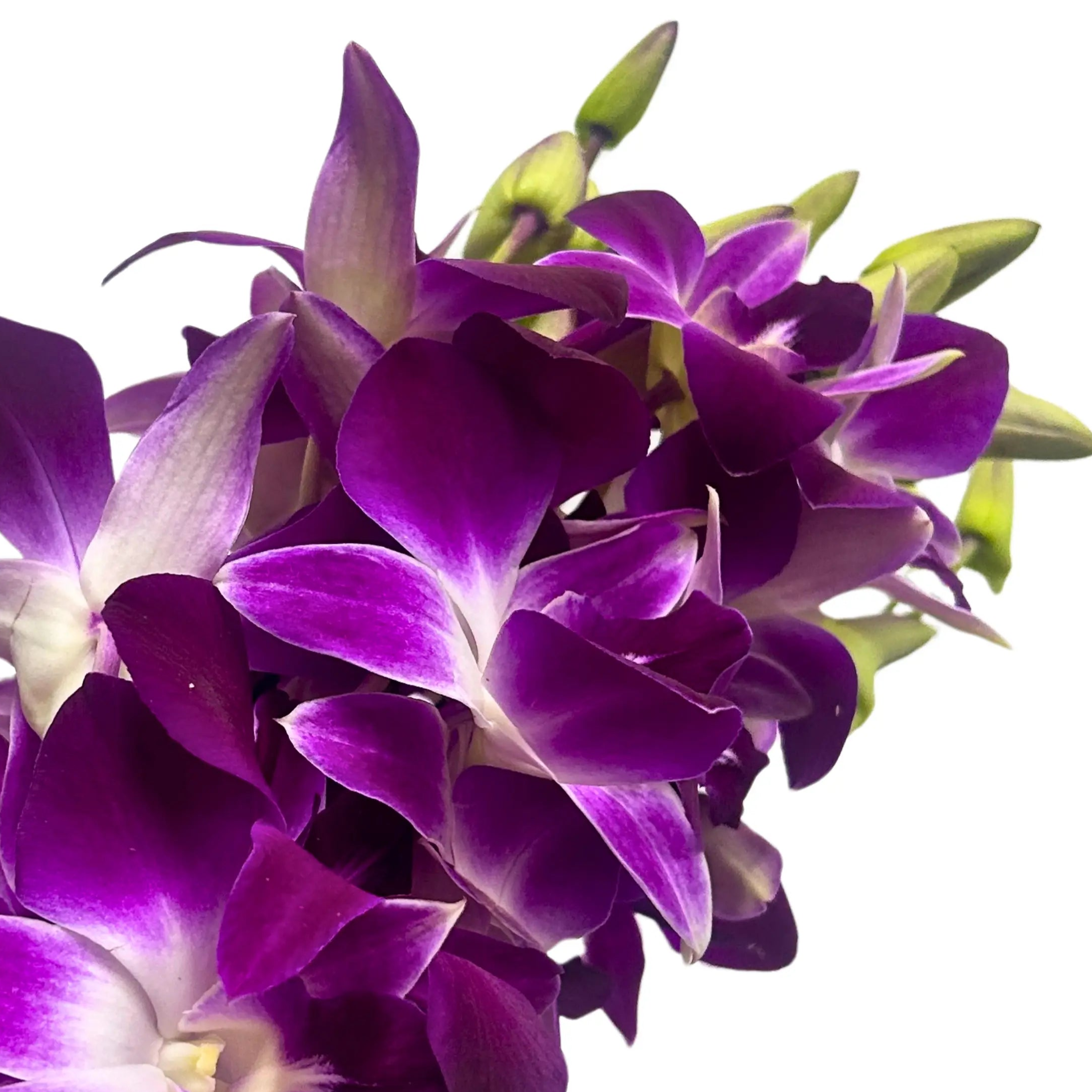 Orchid Bon 5 Stems