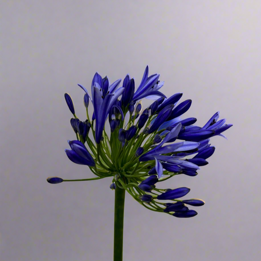 Agapanthus for Florists Malaysia – Wholesale Flower Supply