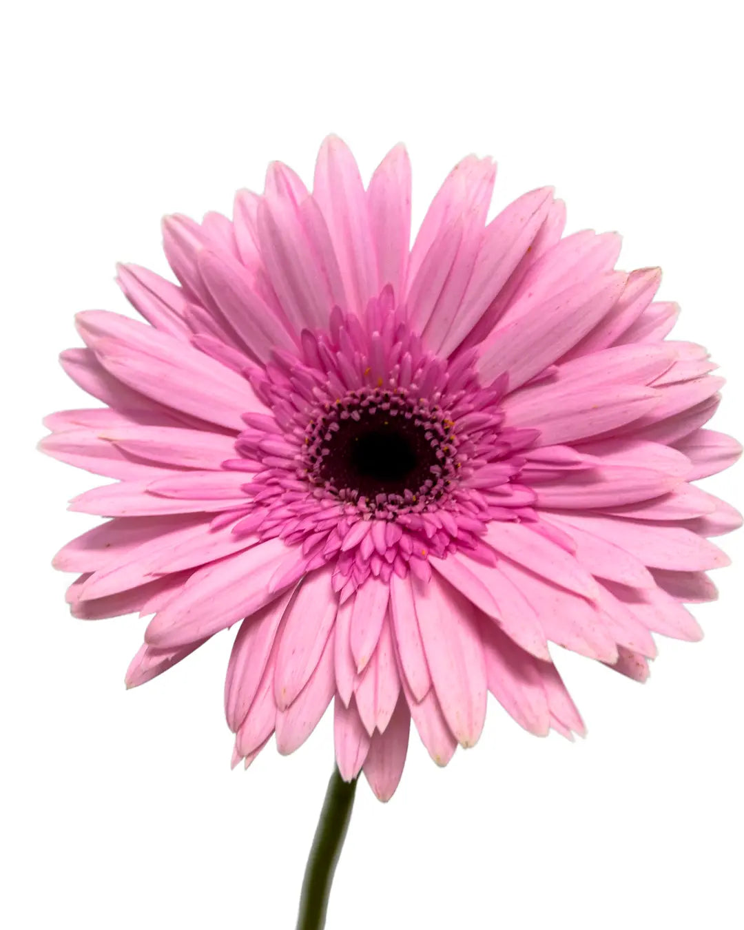 Gerbera Pink 10 stems