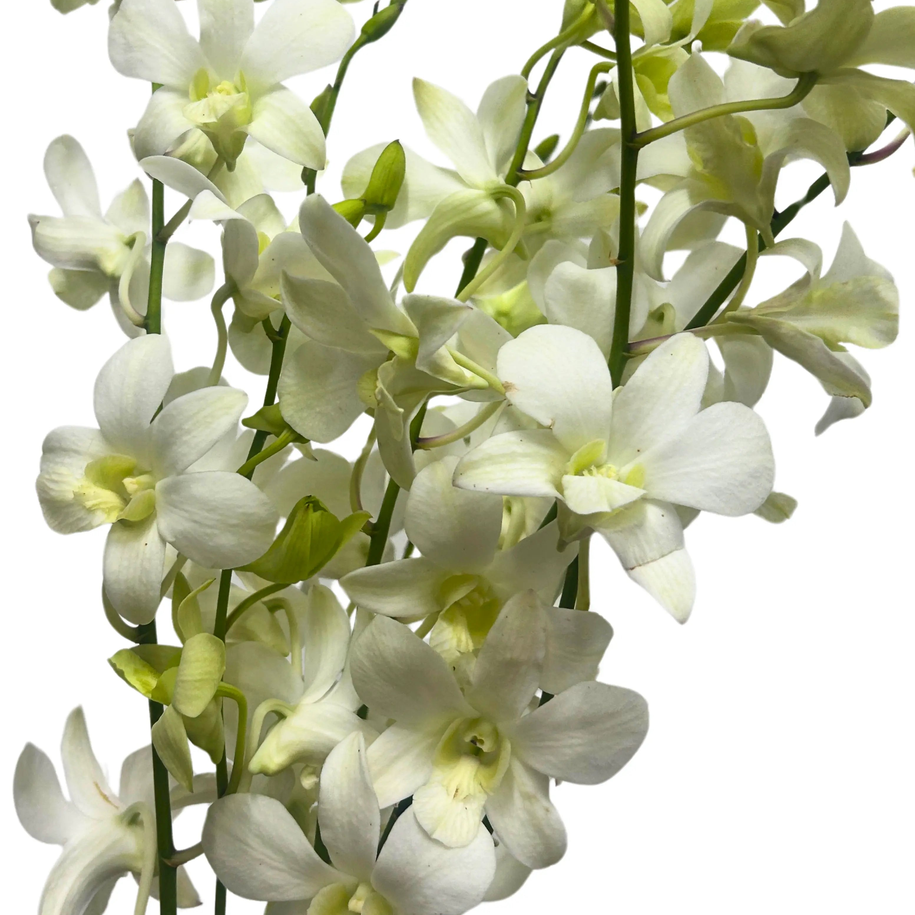 Dendrobium Orchid White 5 Stems