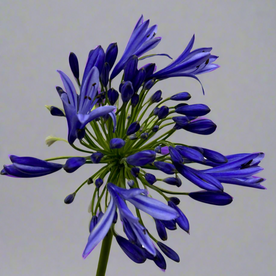 Fresh Agapanthus Malaysia – Wholesale & Delivery