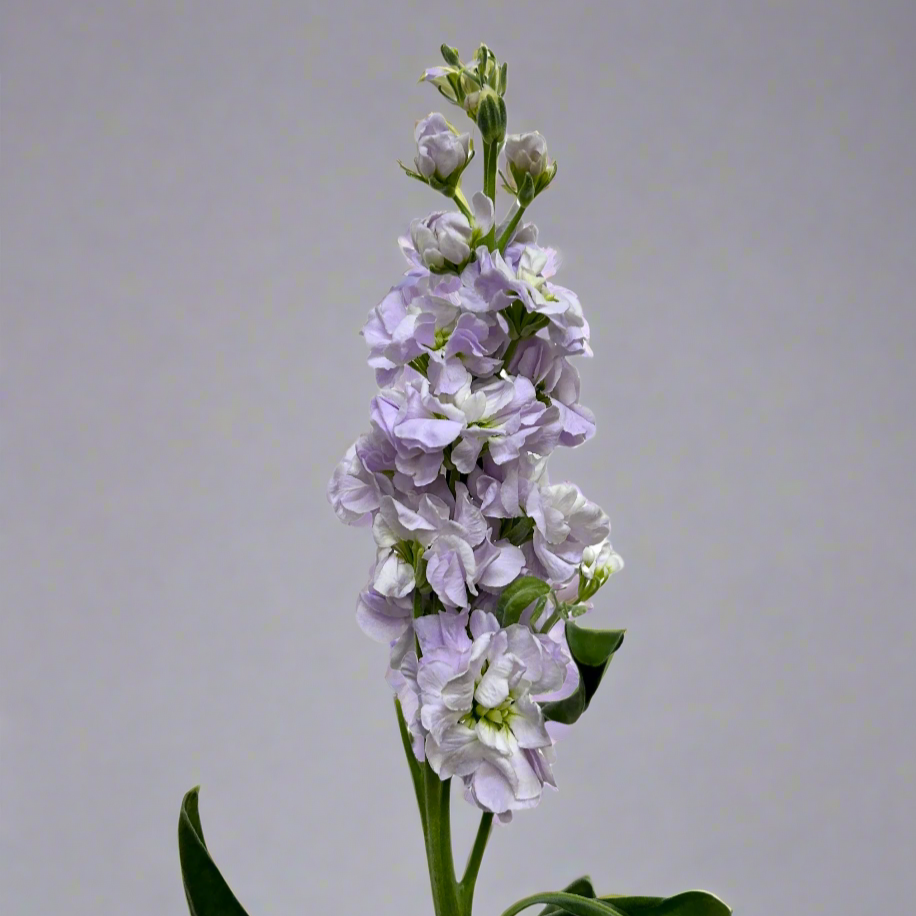 Matthiola Light Purple for Florists Malaysia – Wholesale Flower Supply