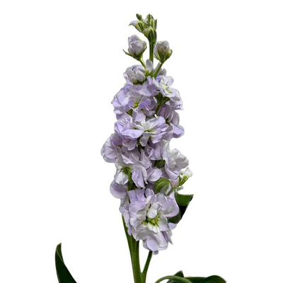 Matthiola Light Purple
