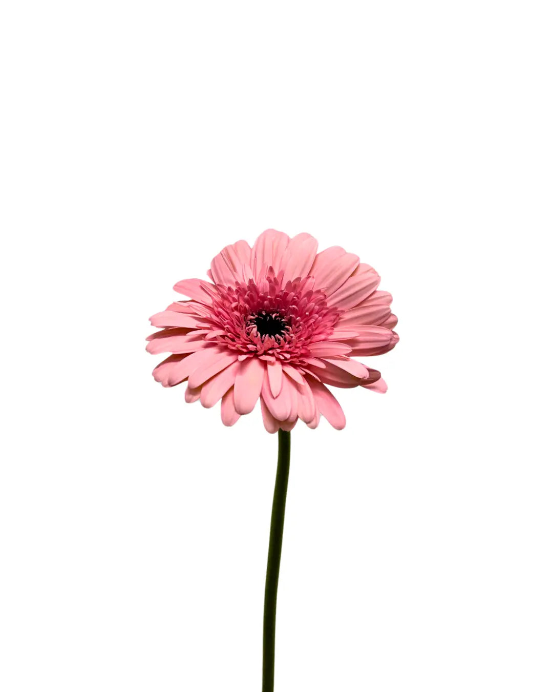 Gerbera Light Pink 10 stems