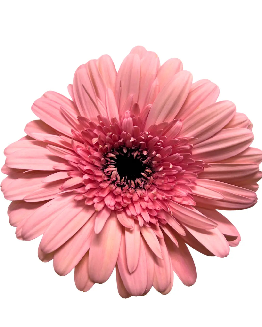 Gerbera Light Pink 10 stems