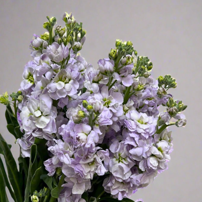 Fresh Matthiola Light Purple Malaysia – Wholesale & Delivery