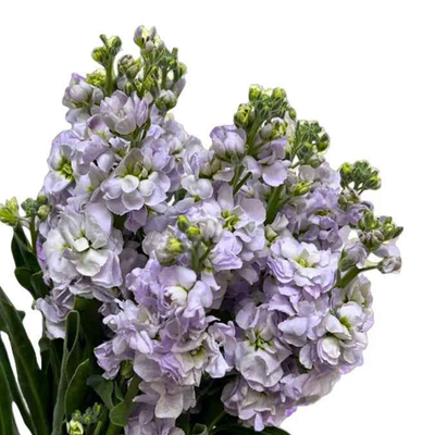 Matthiola Light Purple