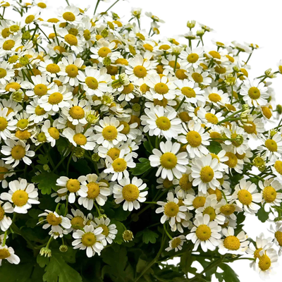 Matricaria Chamomile
