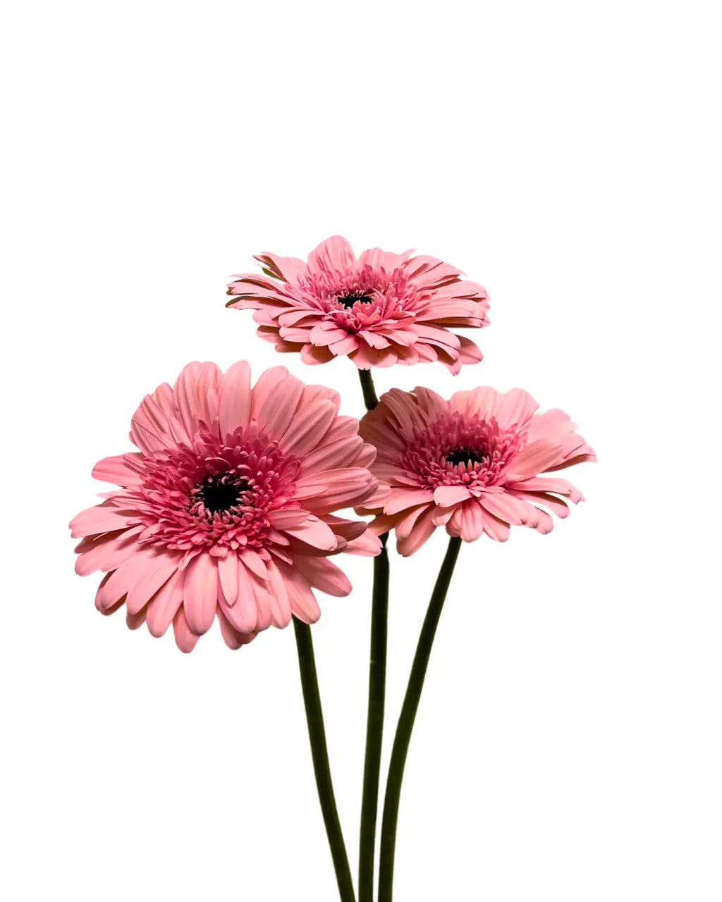 Gerbera Light Pink 10 stems