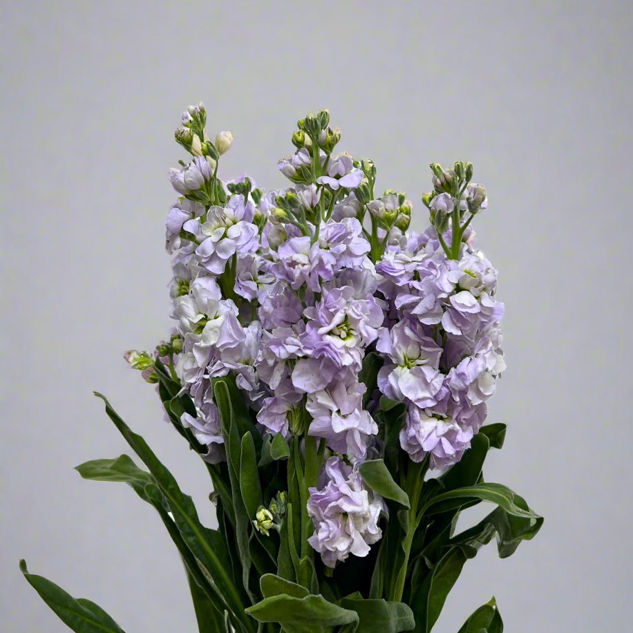 Buy Matthiola Light Purple Online Malaysia – Fresh Cut Flowers