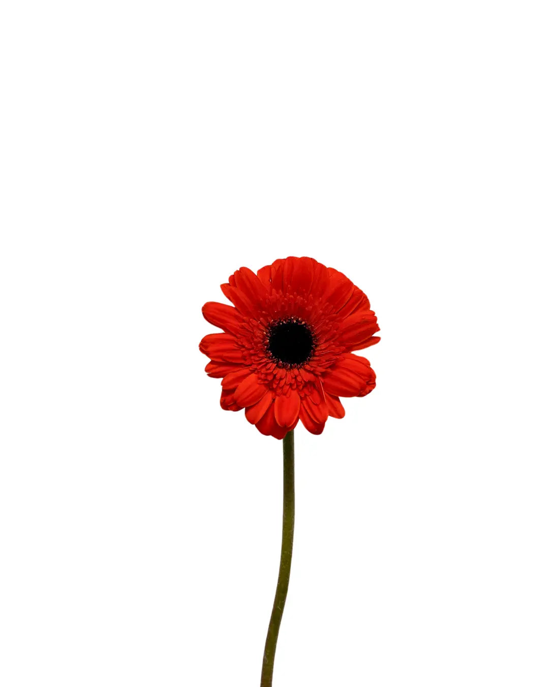 gerbera dark orange