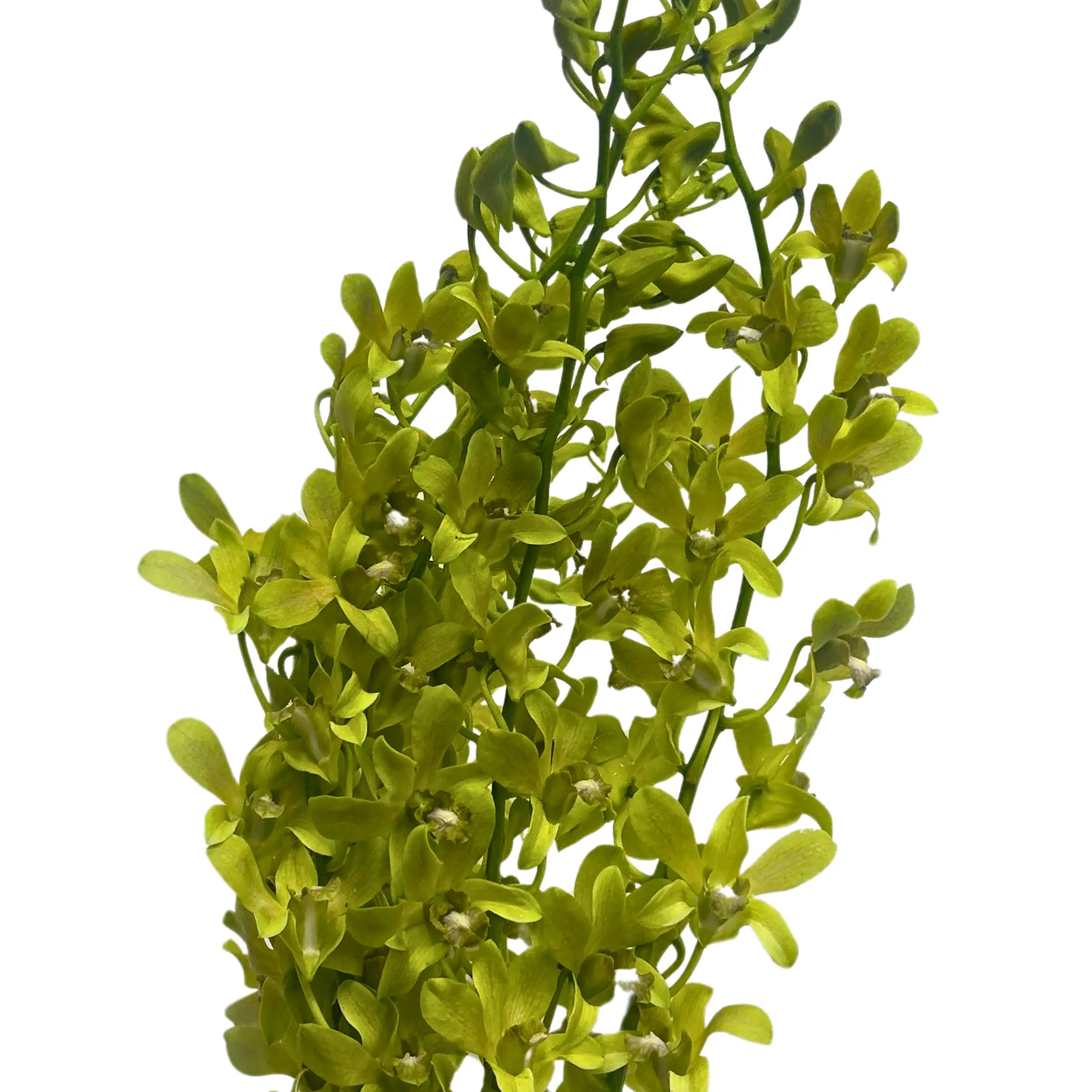 Buy Lily Starlight (3) Online Malaysia – Fresh Cut Flowers