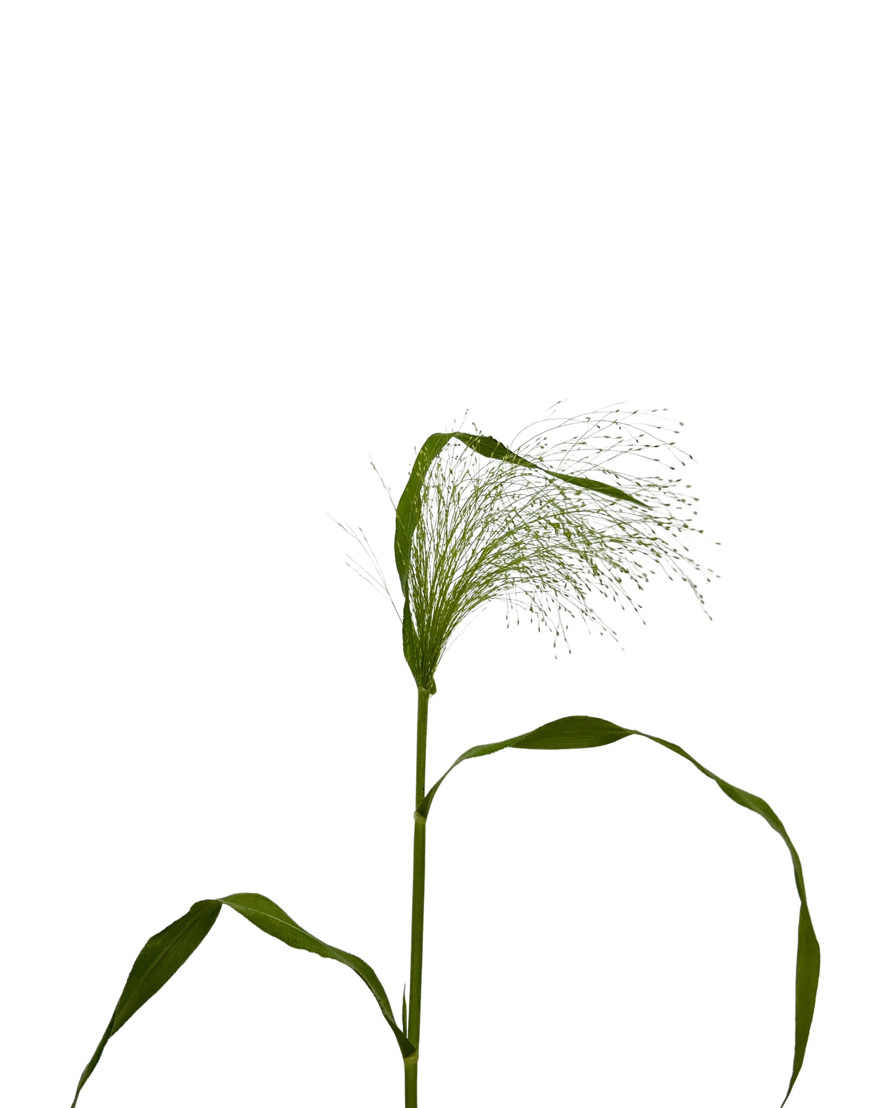 Panicum 10 Stems