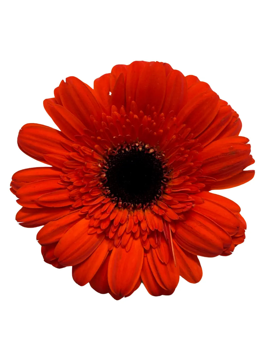 gerbera dark orange