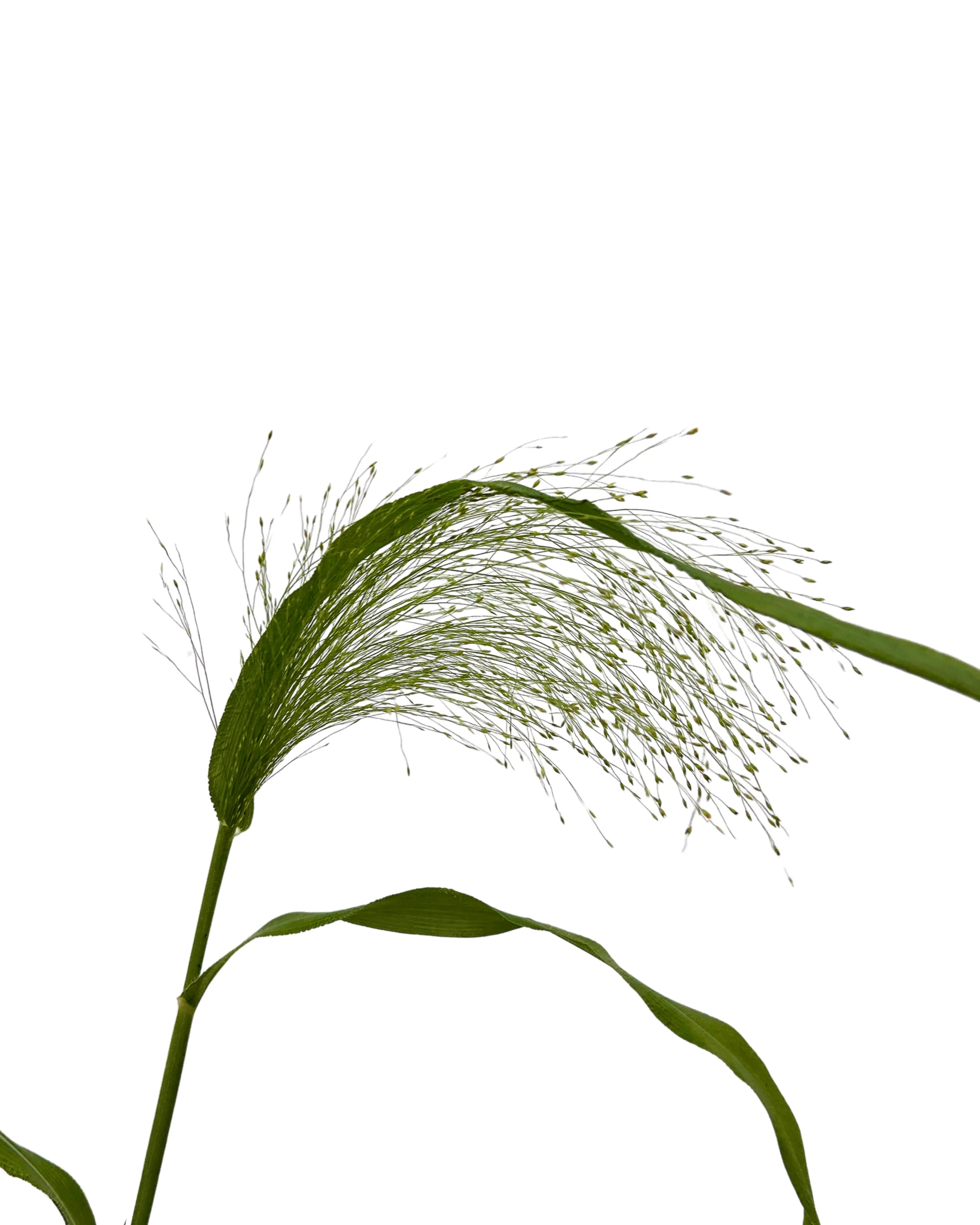 Panicum 10 Stems