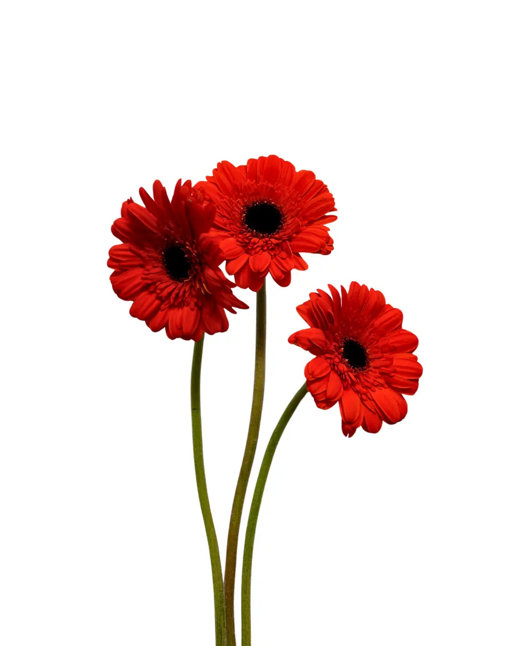 gerbera dark orange