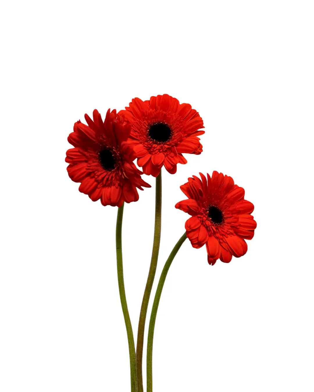 gerbera dark orange