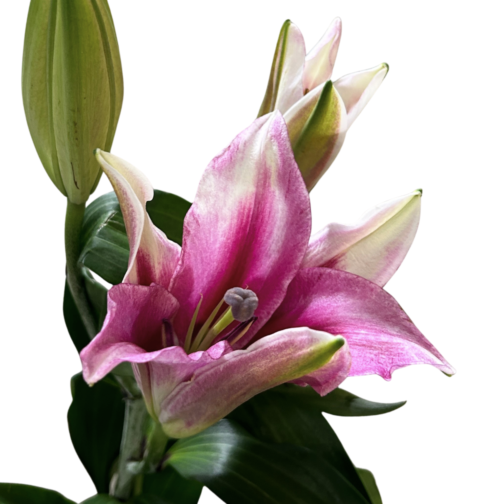 Buy Lily Viviana (3) Online Malaysia – Fresh Cut Flowers