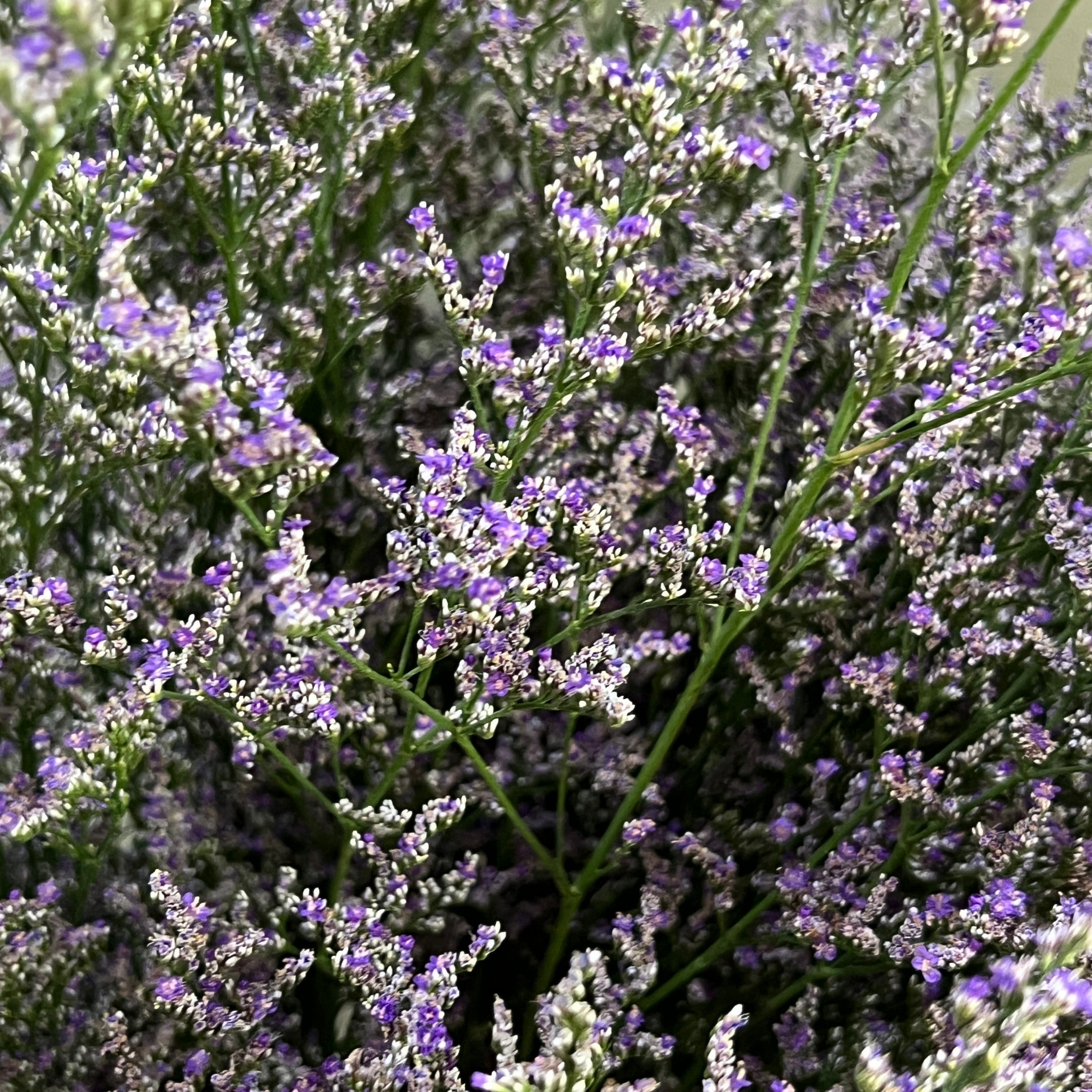 Caspia Purple - Century Flower
