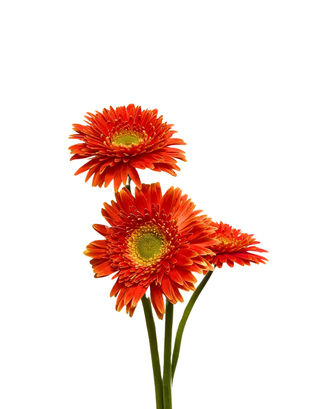 Gerbera Bright Orange 10 stems