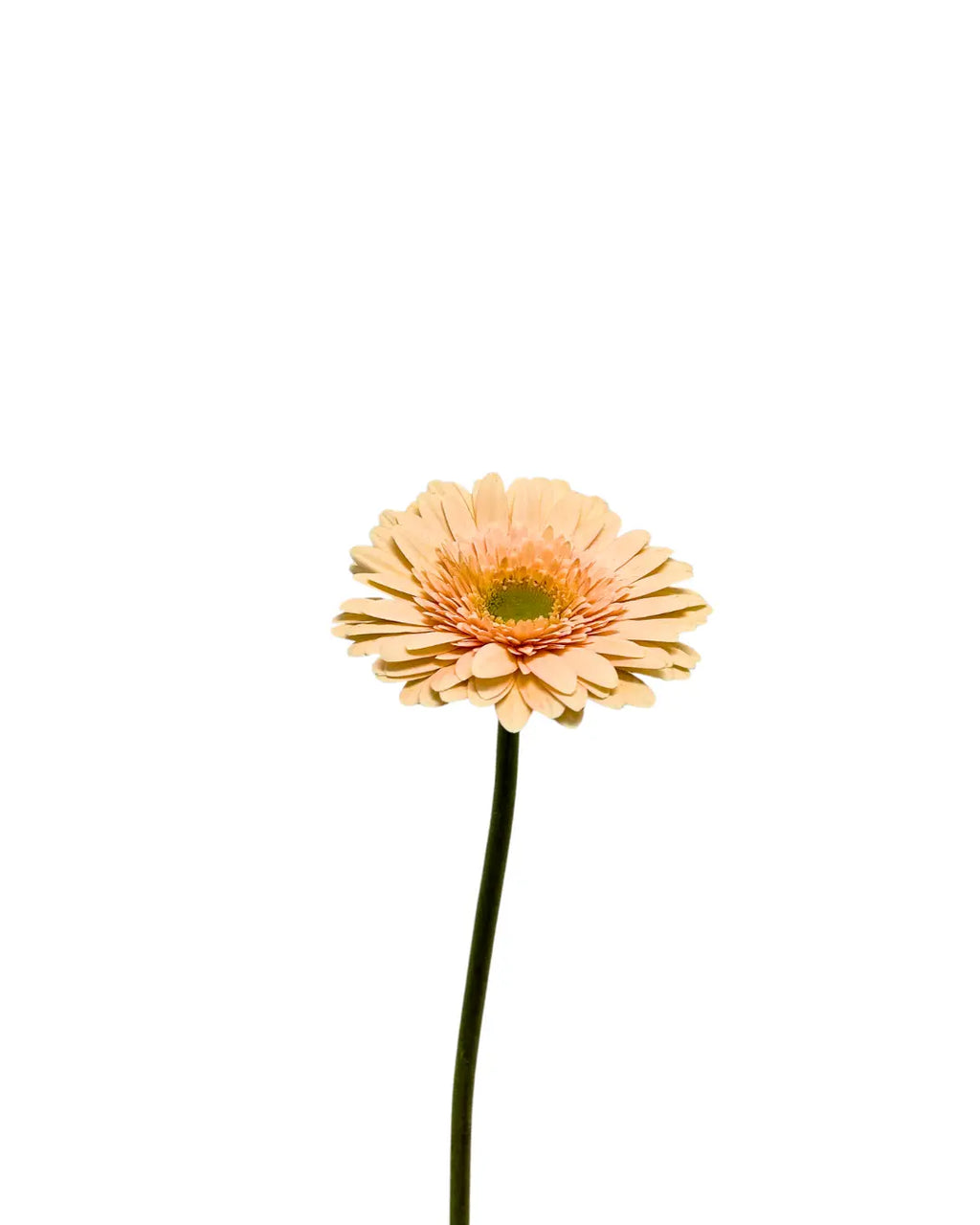 gerbera cream