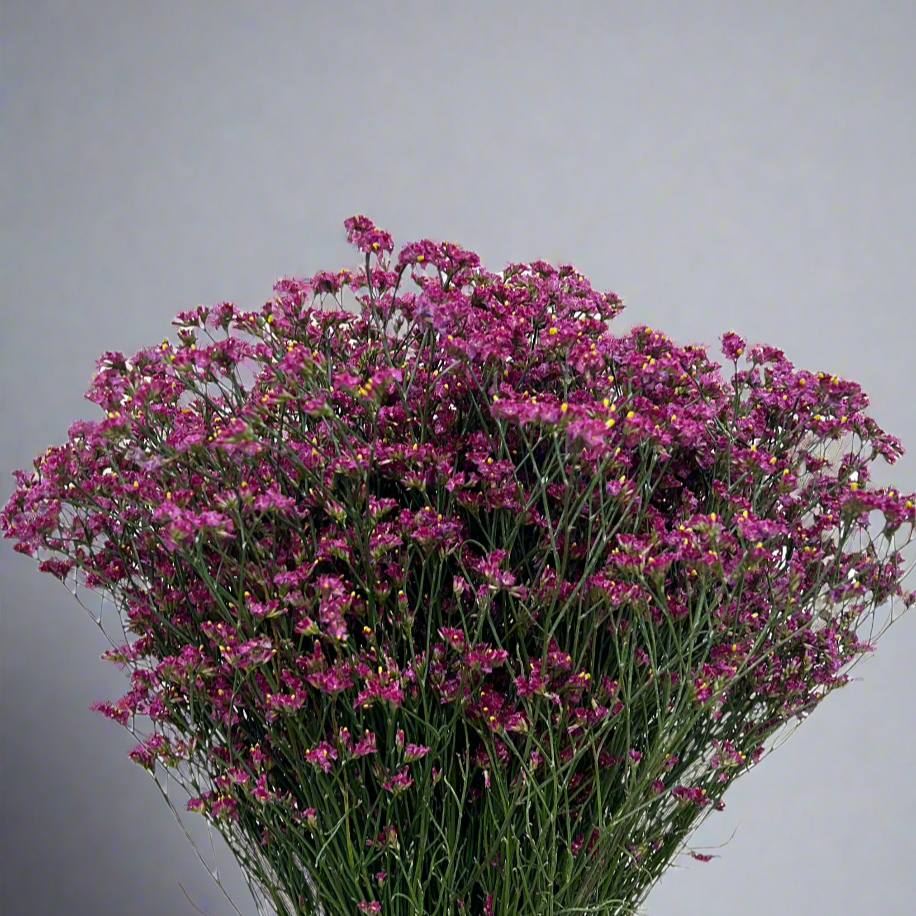 Buy Caspia Dark Pink Online Malaysia – Fresh Cut Flowers