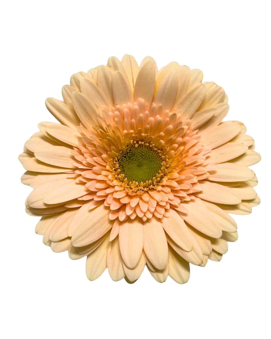 gerbera cream
