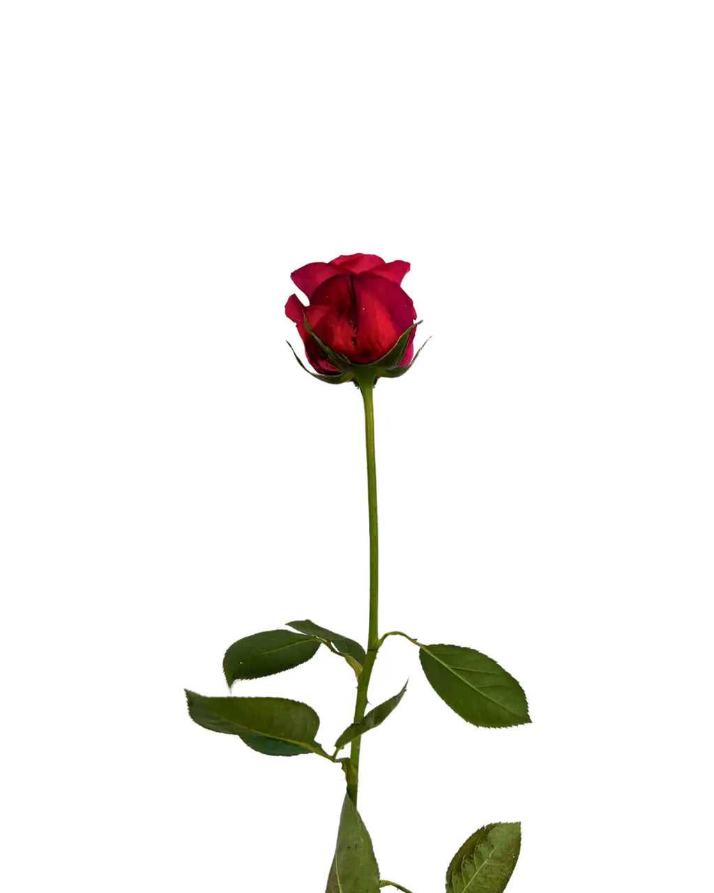 rose Malaysia red
