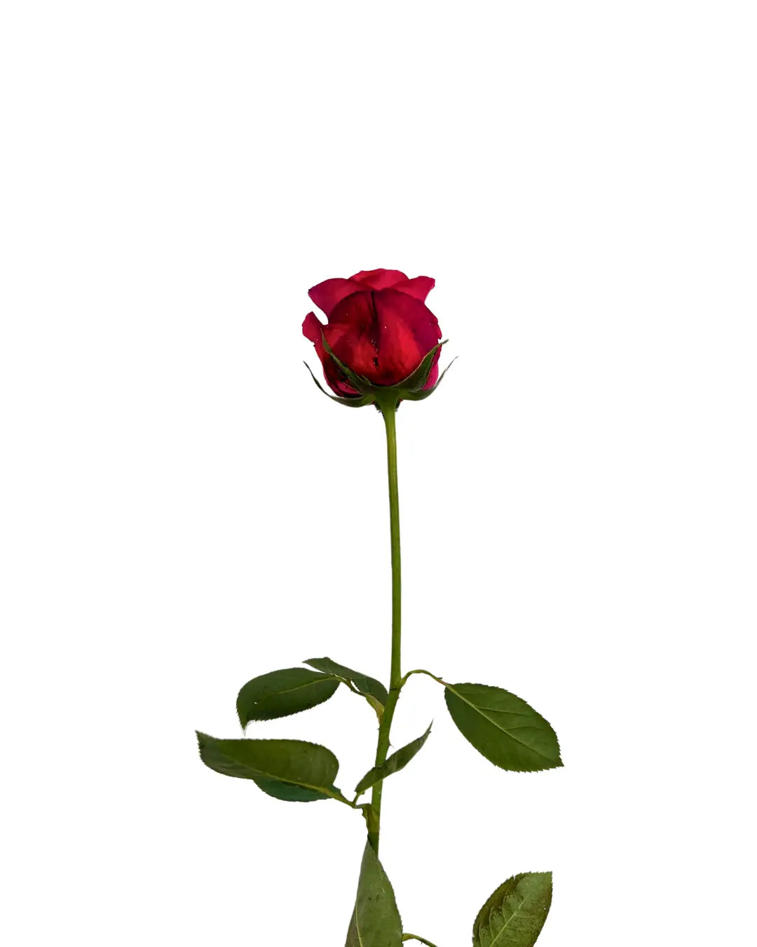 rose Malaysia red