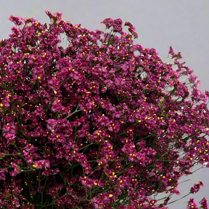 Fresh Caspia Dark Pink Malaysia – Wholesale & Delivery