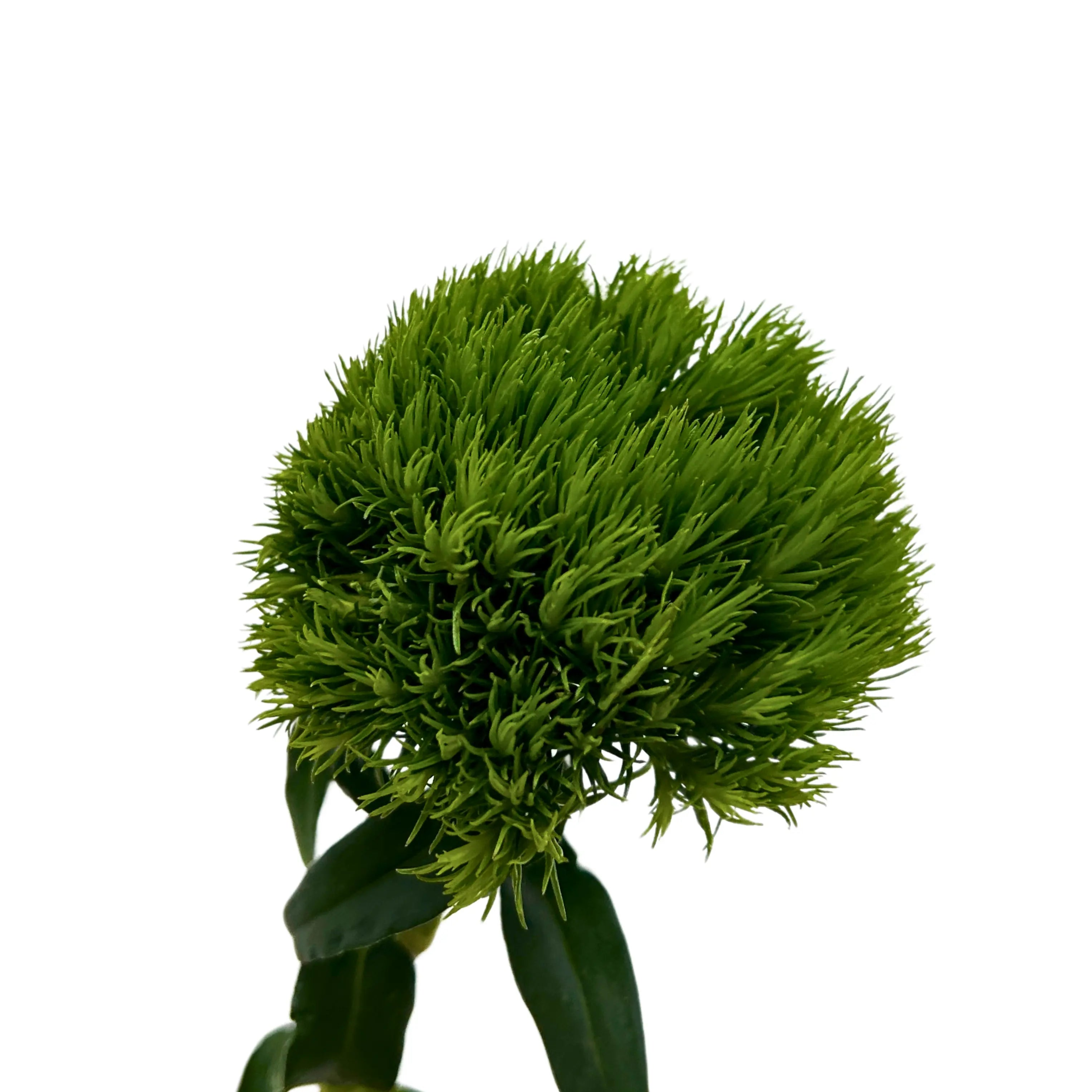Green Wicky 5 Stems