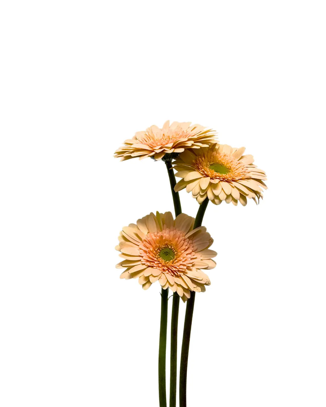 gerbera cream