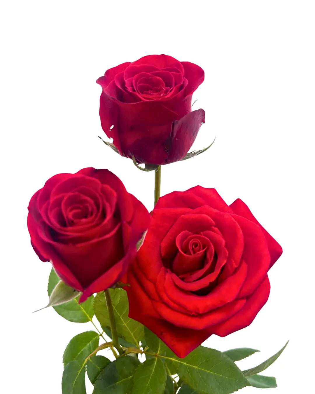 rose Malaysia red