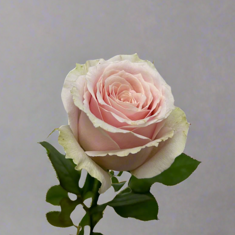 Fresh Rose Pink Avalanche Malaysia – Wholesale & Delivery