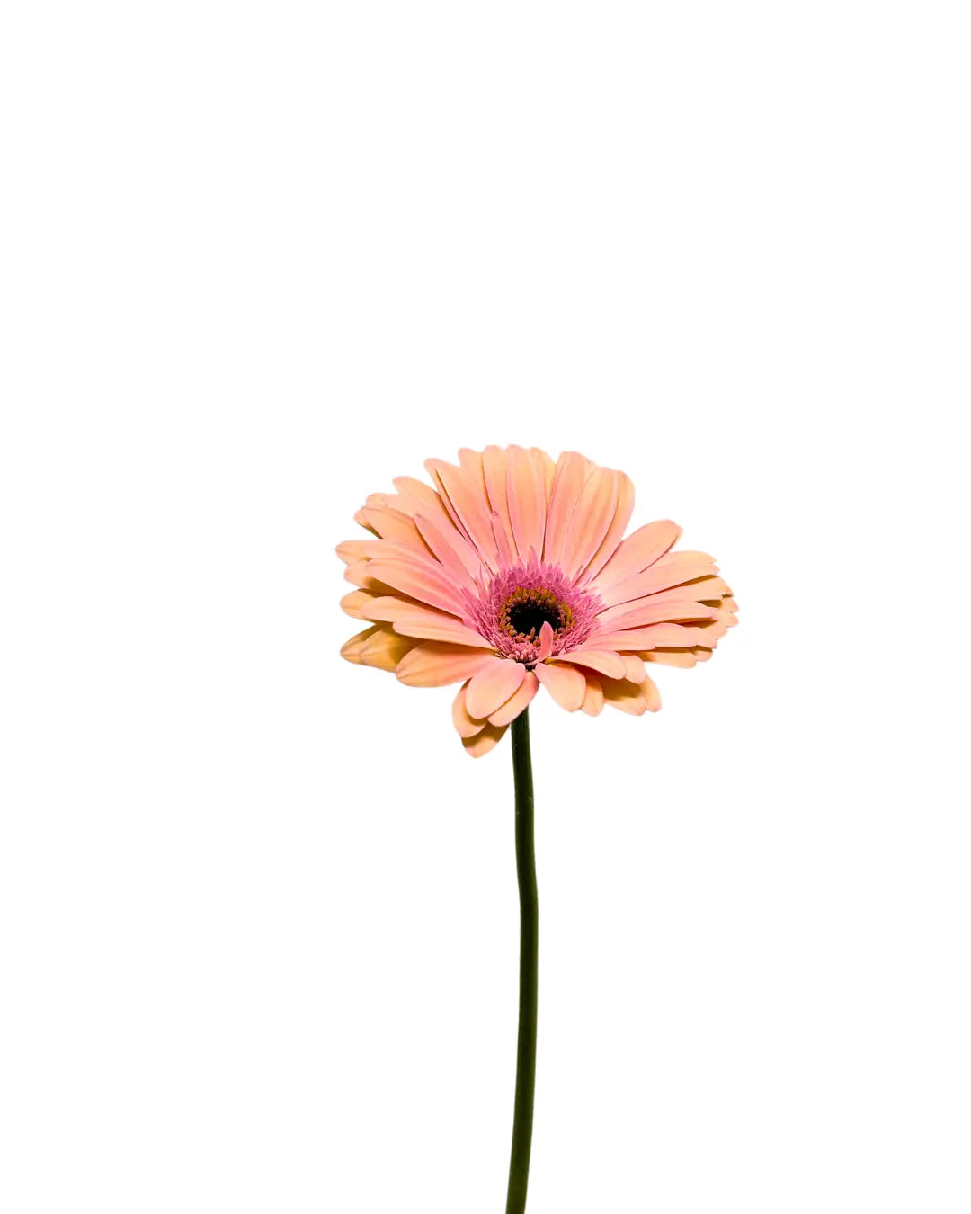 gerbera peach