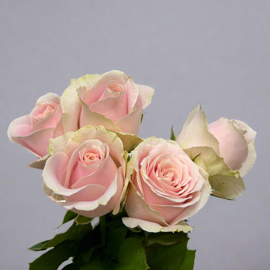 Buy Rose Pink Avalanche Online Malaysia – Fresh Cut Flowers
